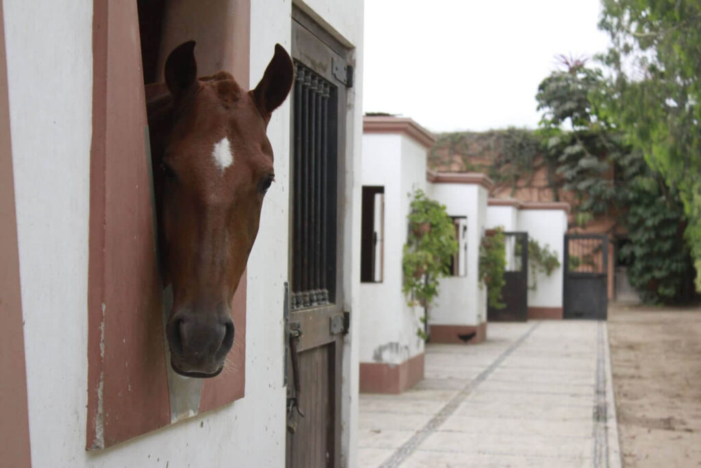 caballo