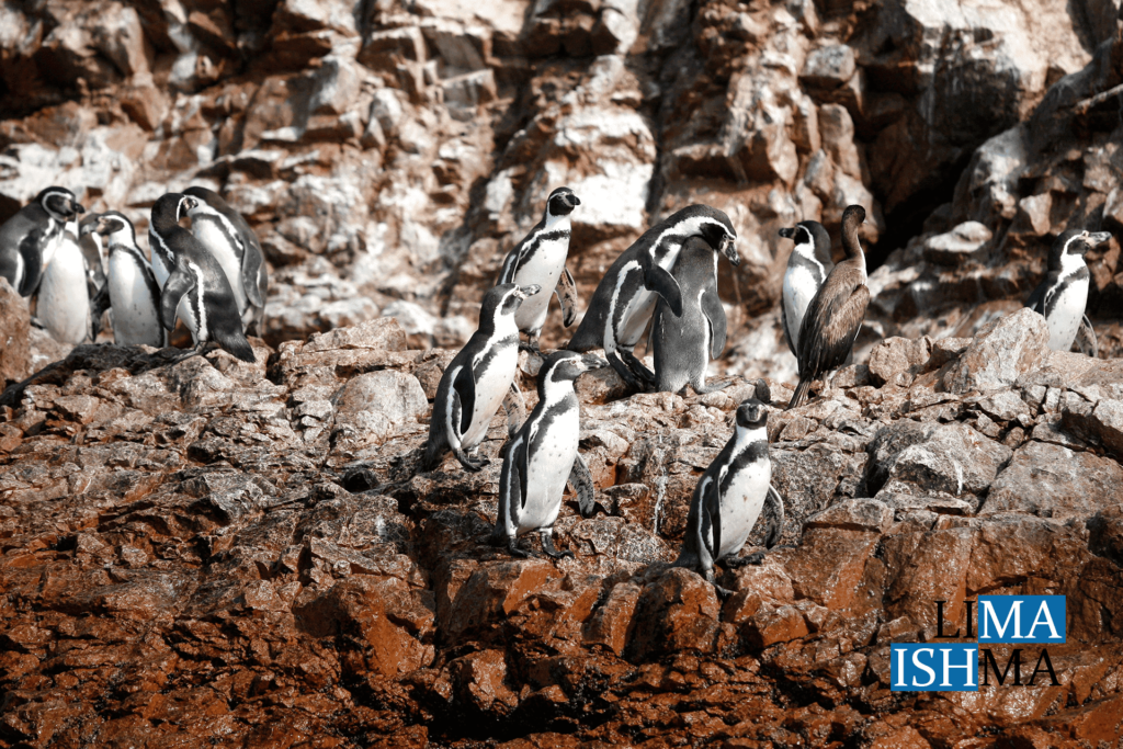 Paracas -- Humboldt Pinguins