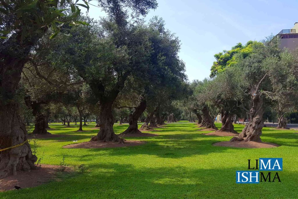 Parque El Olivar -- San Isidro